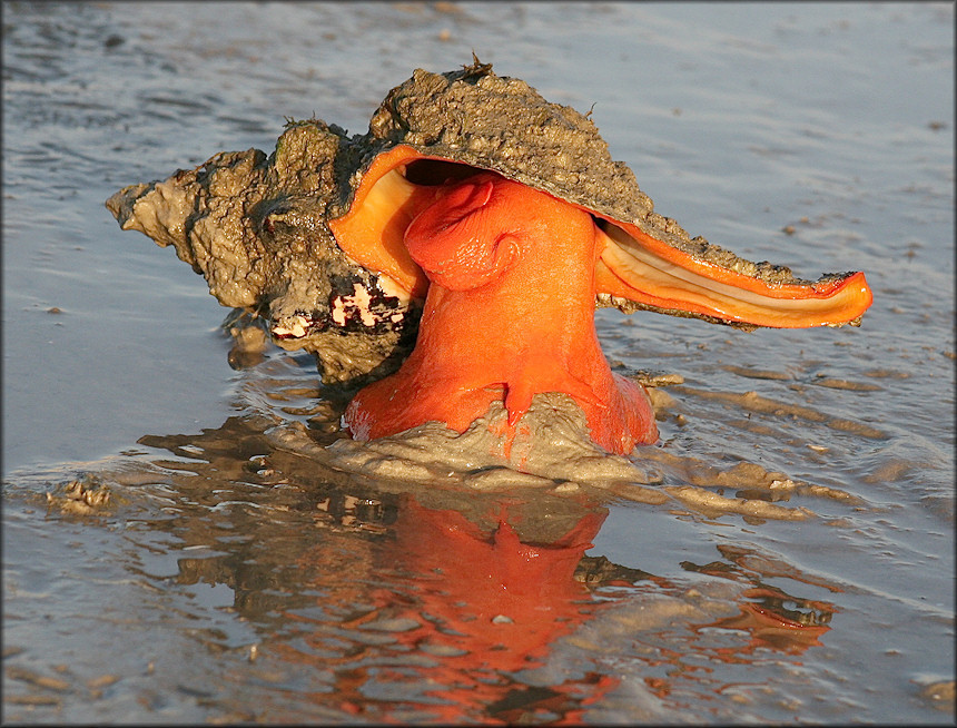 Cyan-Biologist — ainawgsd: Florida Horse Conch The Florida horse...