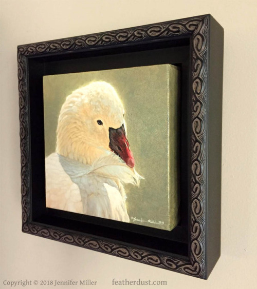  “Perfect Preen”, Ross’s Goose. 6" x 6" oil on linen.This was a fun pi