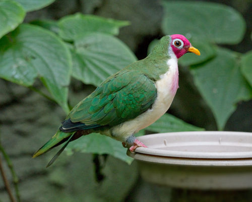 cool-critters:Jambu fruit dove (Ptilinopus jambu)The jambu fruit dove is a smallish colourful fruit-