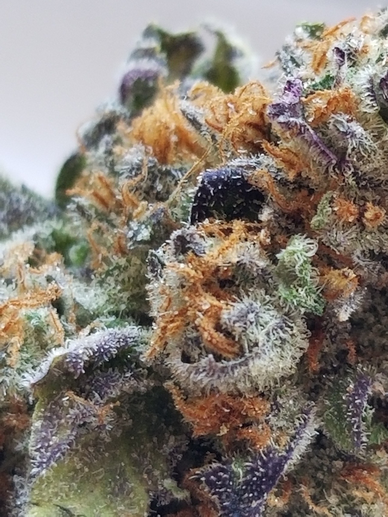 drugssexandhairlesscats:4♡20♡18