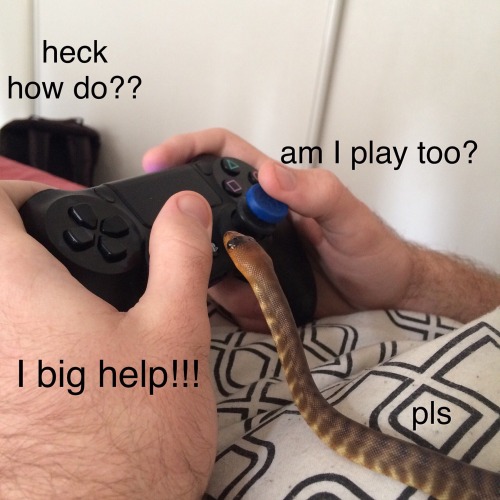 scrapbot13:snabbersneks:GamerKovu Him gud young’un. Wel dun.