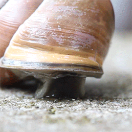 missdoku:  snails are fascinating to me idk why 