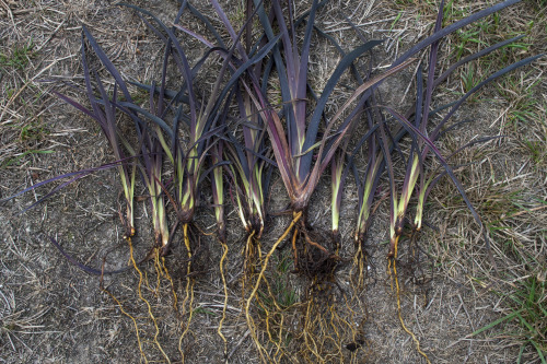 pragmaculture:I have a new thing for our native New Zealand flax (Phormium spp.), known as Harakek