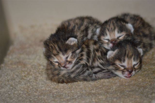 elenoa:  dreamyoswin:  zooborns:  Philly Zoo’s First Ever Black-footed Cat Kittens