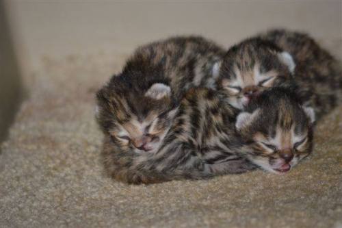 dreamyoswin:zooborns:Philly Zoo’s First Ever Black-footed Cat Kittens are Thriving!Philadelphia Zoo’