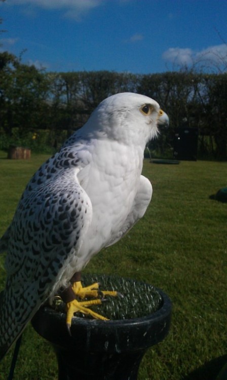 teambuteo:A picture of Sooty a couple of summers ago, seems to be enjoying the weather enough to flu