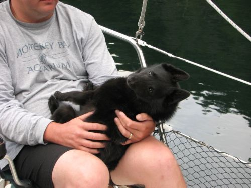 tempurafriedhappiness: Unbelievably charming pair of Schipperkes owned and photographed by Flickr us