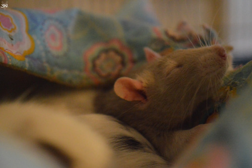 3milysrats:mmm no mum it’s too early 5 more minutes