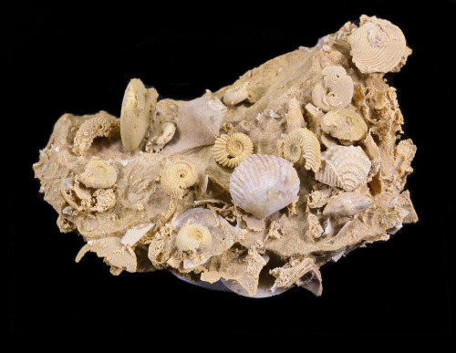 fossilera:This is an exquisite cluster of small ammonites and other fossils (brachiopods, gastropods