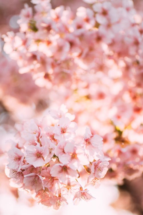 cherryblossoms