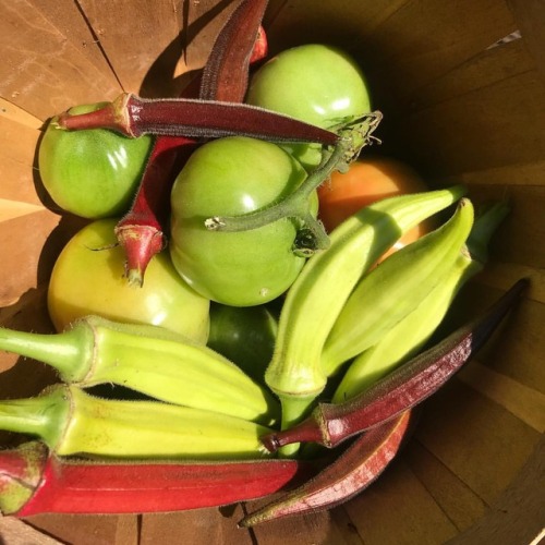 GROWING FOOD IS A REVOLUTIONARY ACT❤️ Our green &amp; red okra and tomatoes!! www.instag