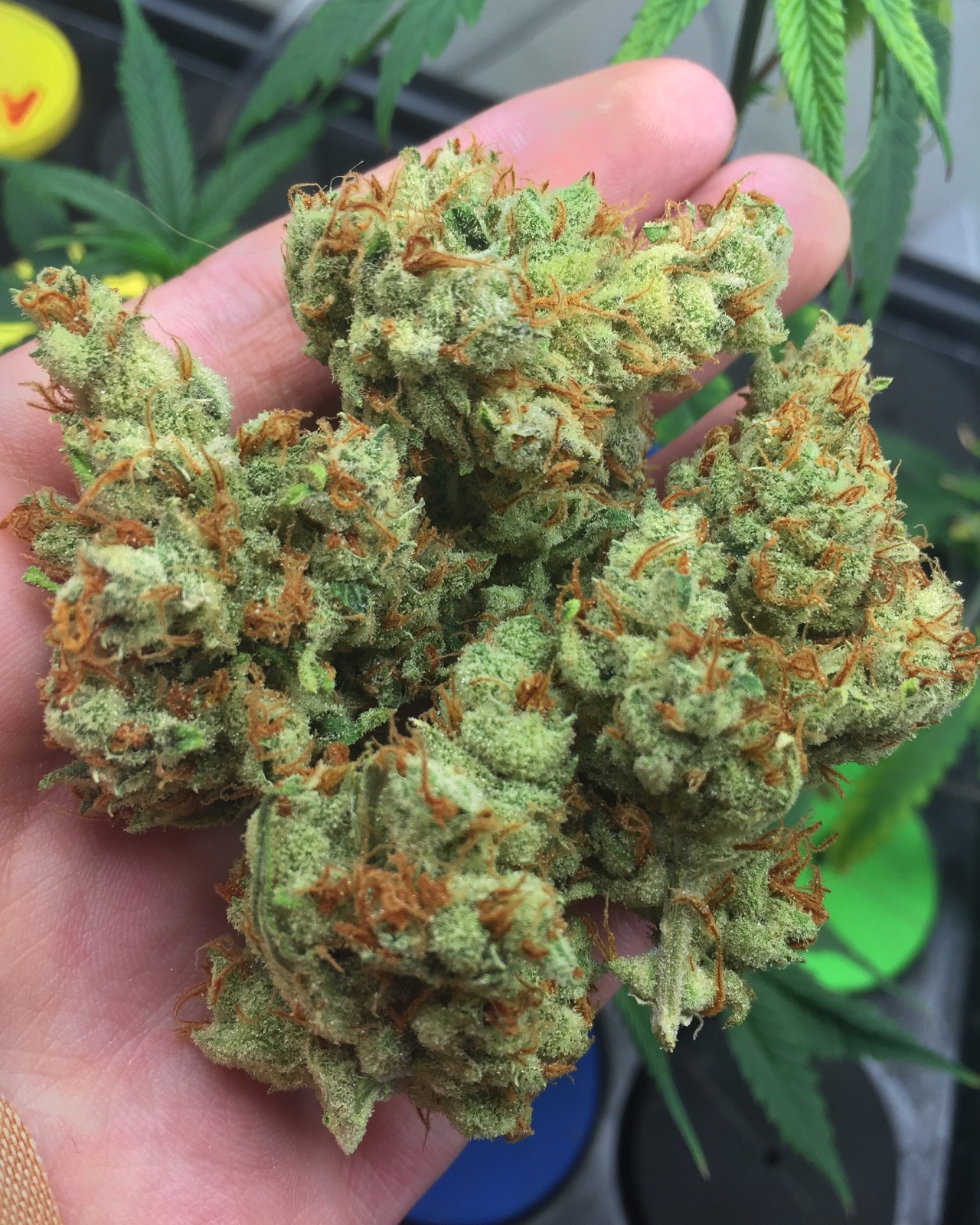 doobiedrewbie:  Big Bang is defiantly a favorite bud of mine, and will always be!