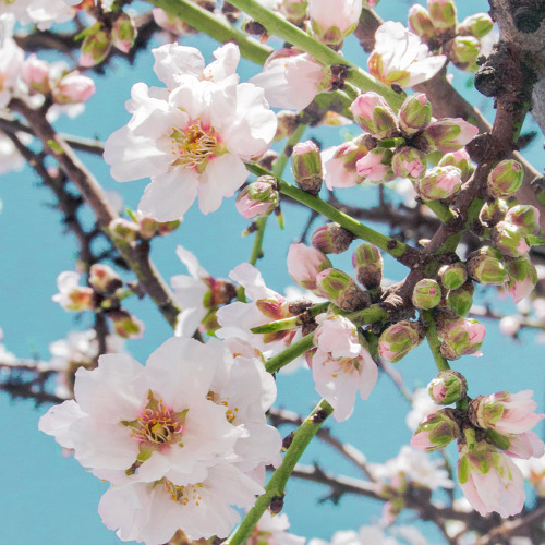 Spring blossom, Greece