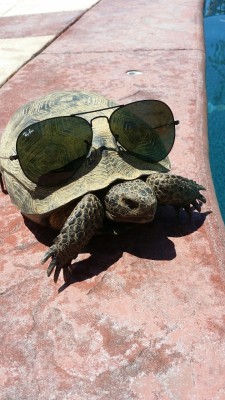 aboyandhisboomstick:  Chillin with a turtle