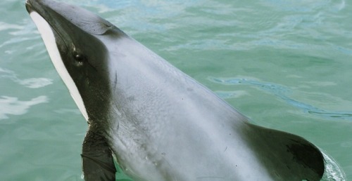 rhamphotheca: Help Us Save the World’s most Endangered Dolphin Maui’s dolphin is the wor