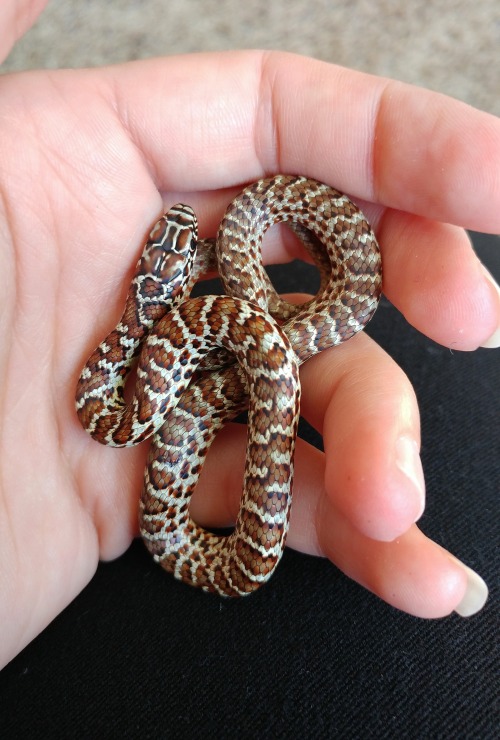 rainbowsnakes: almightyshadowchan: And here she is! This is a captive-born baby Northern blue racer 