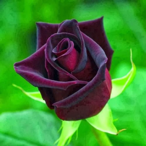 Porn Pics flowersgardenlove:  Velvet Rose Beautiful