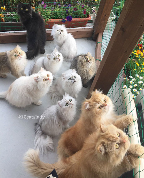 archiemcphee:We love a Crazy Cat Lady here at the Geyser of Awesome. 12CatsLady, a self-described “f