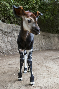 sdzoo:  Although they bear a resemblance to zebras, okapis are actually the only living relative of the giraffe. 