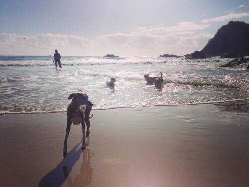 The water is v scary when you only weigh 4kgs #portmacquarie #nobbys #beach #home #summer #sunday #o