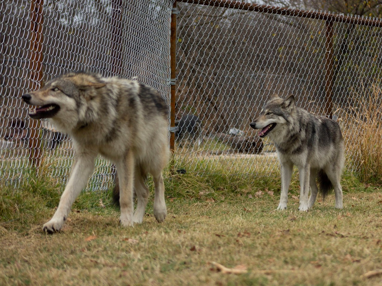 QUICK: Which one of these dogs is Zephyr and which isn’t? From a meetup with her brother LOL 