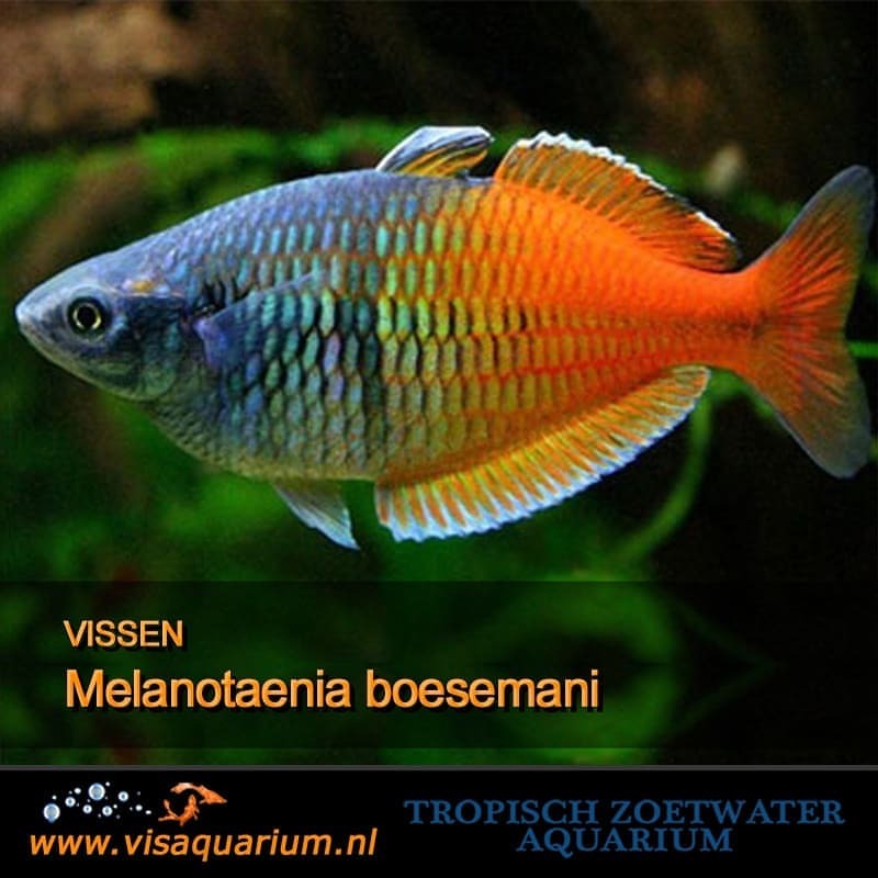 Aquarium vissen : Melanotaenia boesemani
#aquarium #vissen #aquariums #aquaria #aquariumfish #fishaquarium #freshaquarium #aquascape #aquariumhobby #freshwaterfish #monsterfish #aquascaping #aquaflora #tropicalfish #aquariumlife #fishkeeper...