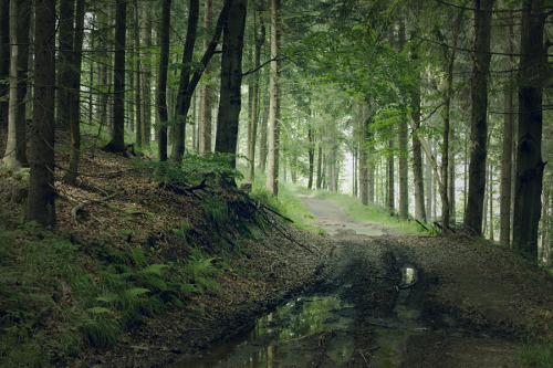 cinnamonthursdays: cinnamonthursdays: Hiking in Poland My most popular photographs in 2015 - No 3 @o