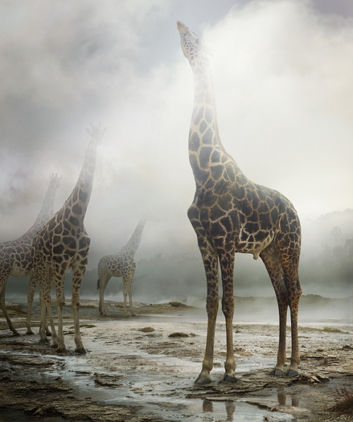 npr:  staceythinx:  More work from photographer Simen Johan’s project Until the Kingdom Comes. Find out more about him and the project from the Yossi Milo Gallery, which hosted the exhibit.  These images are stunning! -Emily