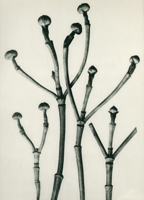 nobrashfestivity:Karl Blossfeldt, Twigs of Dogwood, Late 1920′s