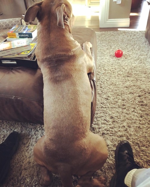 Loki looks back at me and says, “You can start my back rub now, Uncle  Mau” eeeeeeeeeeee ❤️🙏🏽🐶 (at Big Break Regional Shoreline) https://www.instagram.com/p/Bt7lLSHnur2/?utm_source=ig_tumblr_share&igshid=xkv3yhsovlxs