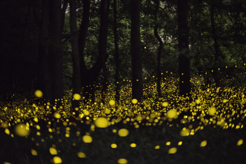 landscape-photo-graphy: Gold Fireflies Dance Through Japanese Enchanted Forest Digital Photo Blog captured these stunning images of gold fireflies during Japan’s rainy season in June and July. A dazzling long-exposure effort, the fireflies resemble