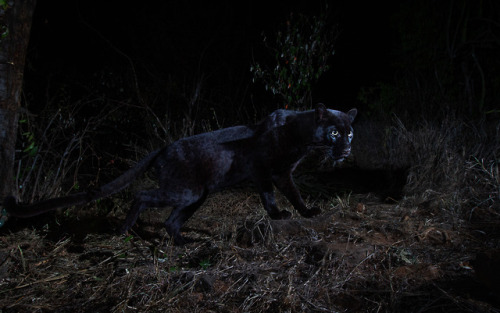 Our researchers spotted rare black leopards–sometimes called black panthers–in Laikipia 