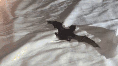 detroit-to-tadfield:  annabellioncourt:  gothiccharmschool:  gifsboom:  So You Think You Can Fly. [video]  Oh, precious baby bat!  That’s not a bat that’s a baby dragon.  Oh baby bat where are you going?   <3 <3 <3
