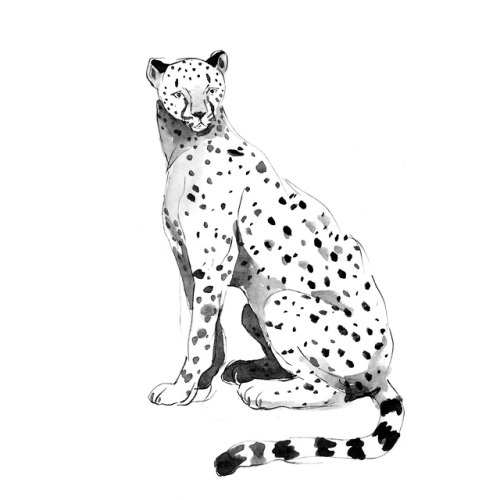 #12 Cheetah