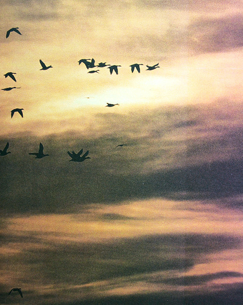 gypsymamaa:  ☽ ☼ the earth has music for those who listen ☼ ☾ 