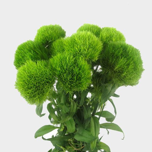 Sweet William &lsquo;Green Ball&rsquo; - Dianthus barbatus plants