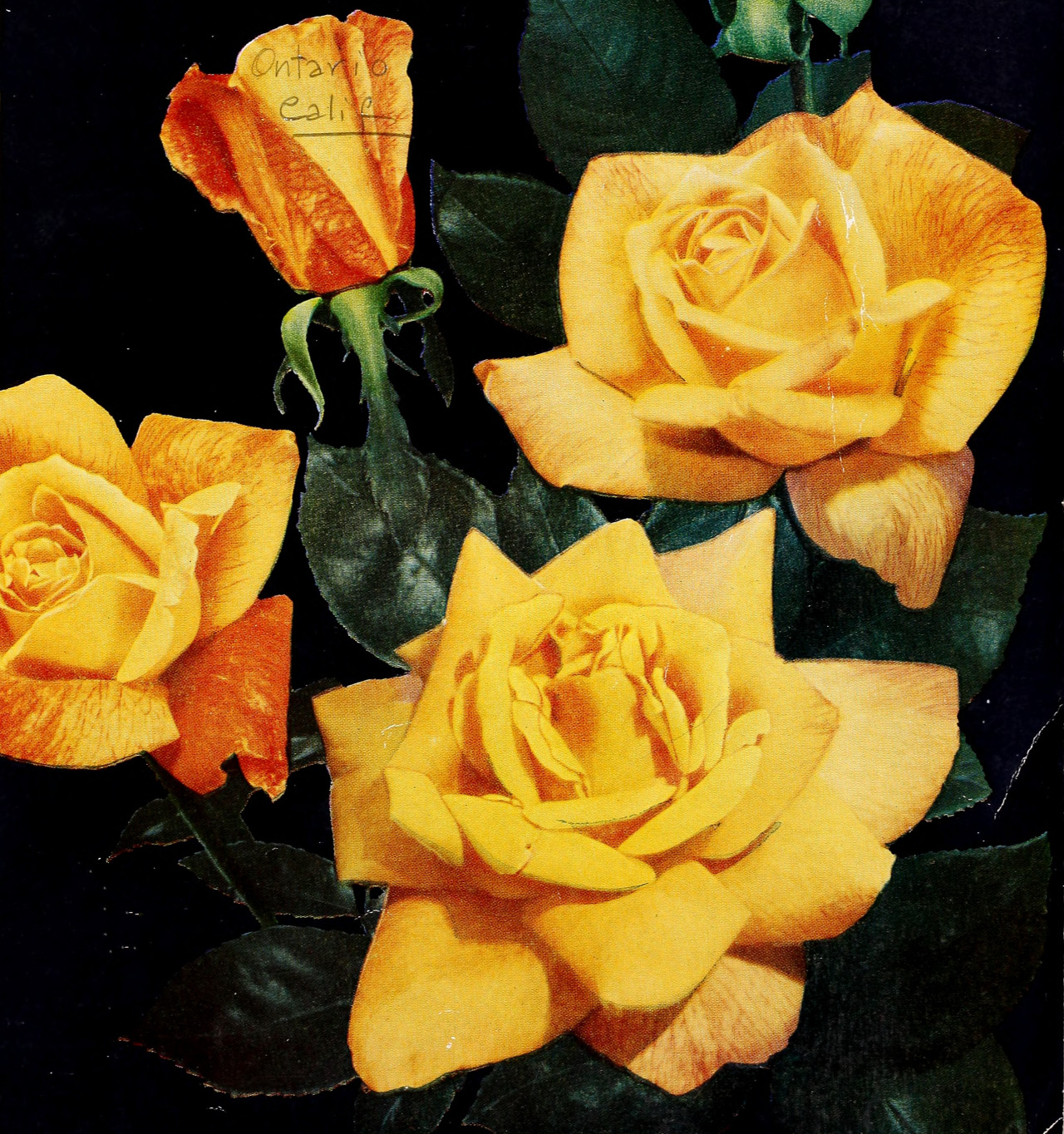 Yellow roses. Armstrong Nurseries. 1950. Catalog cover detail.Internet Archive #roses#flowers#garden catalog#gardening catalogue#cover#nemfrog#1950#1950s