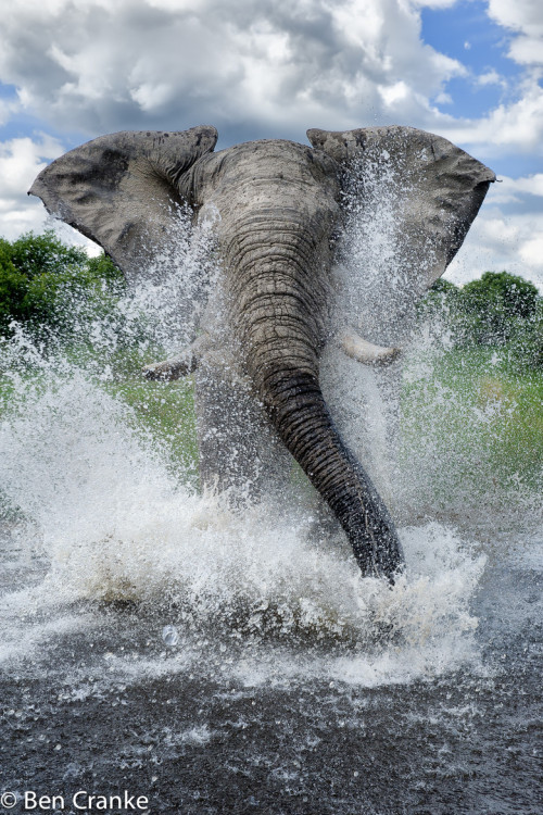 earthandanimals:   Charge!   Photo by Ben Cranke      