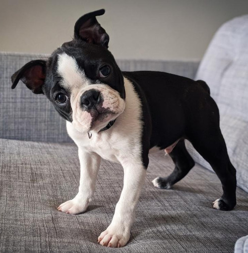 pugsandfrenchbulldogs