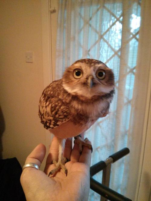 awwww-cute:  This is my friend’s burrowing owl Archimedes