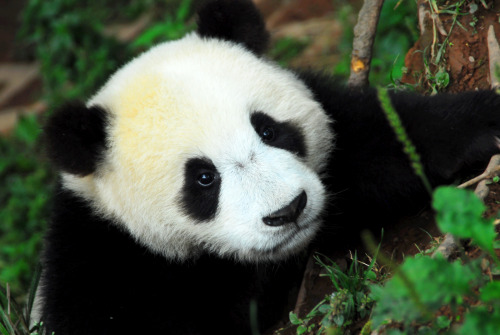 giantpandaphotos:  Cai Tao at the Bifengxia Panda Base in China. © Pandas International. 