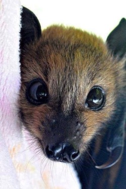awwww-cute:  Baby Bat (Source: http://ift.tt/2fLeOA5)  ♡