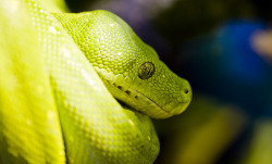 animalgazing:  Grassssss Snake by left-hand 