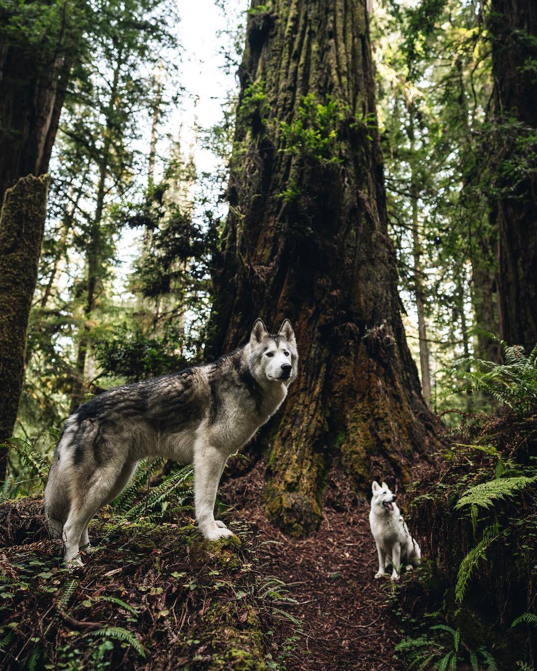 dadpat-tactual:  aww-so-pretty:  Meet Loki the wolfdog   Y’all just gonna breeze