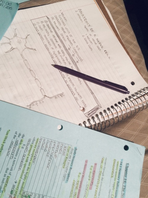 mylittlestudyspace:  oct 12th, 2015 | re-writing some notes for biology 30! trying to keep up with reviewing for my next test as I haven’t been doing it yet, although I wish I had. 