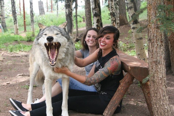 failsnet:  Tumblr Fails.net - Hanging out with a wolf in Colorado