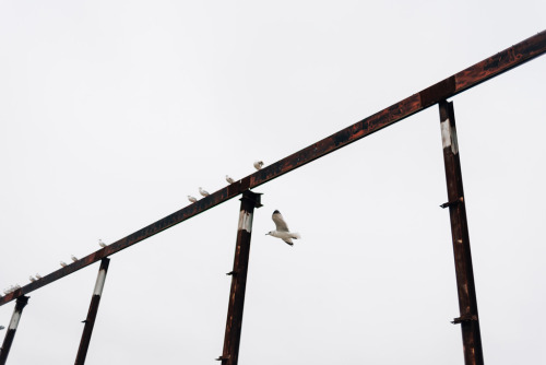 joelzimmer:   Flight / Fog  Brooklyn Bridge Park, Brooklyn 