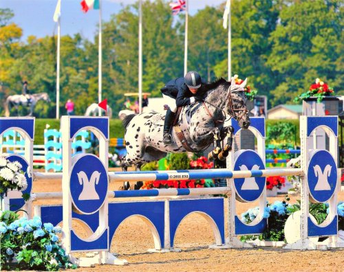 swedish-oxer:  EZ to Spot (x)