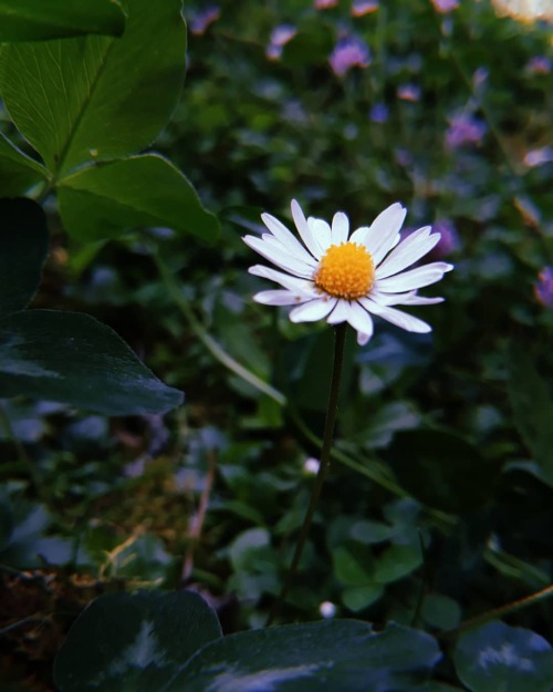 ❁ ° ° ° #gänseblümchen #blossom #botanical #garden #liebezurnatur www.