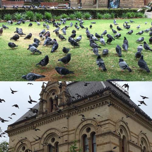Today I saw a bunch of art and got ditched by some pigeons&hellip;Art photos pending. #tarnanthi #cr